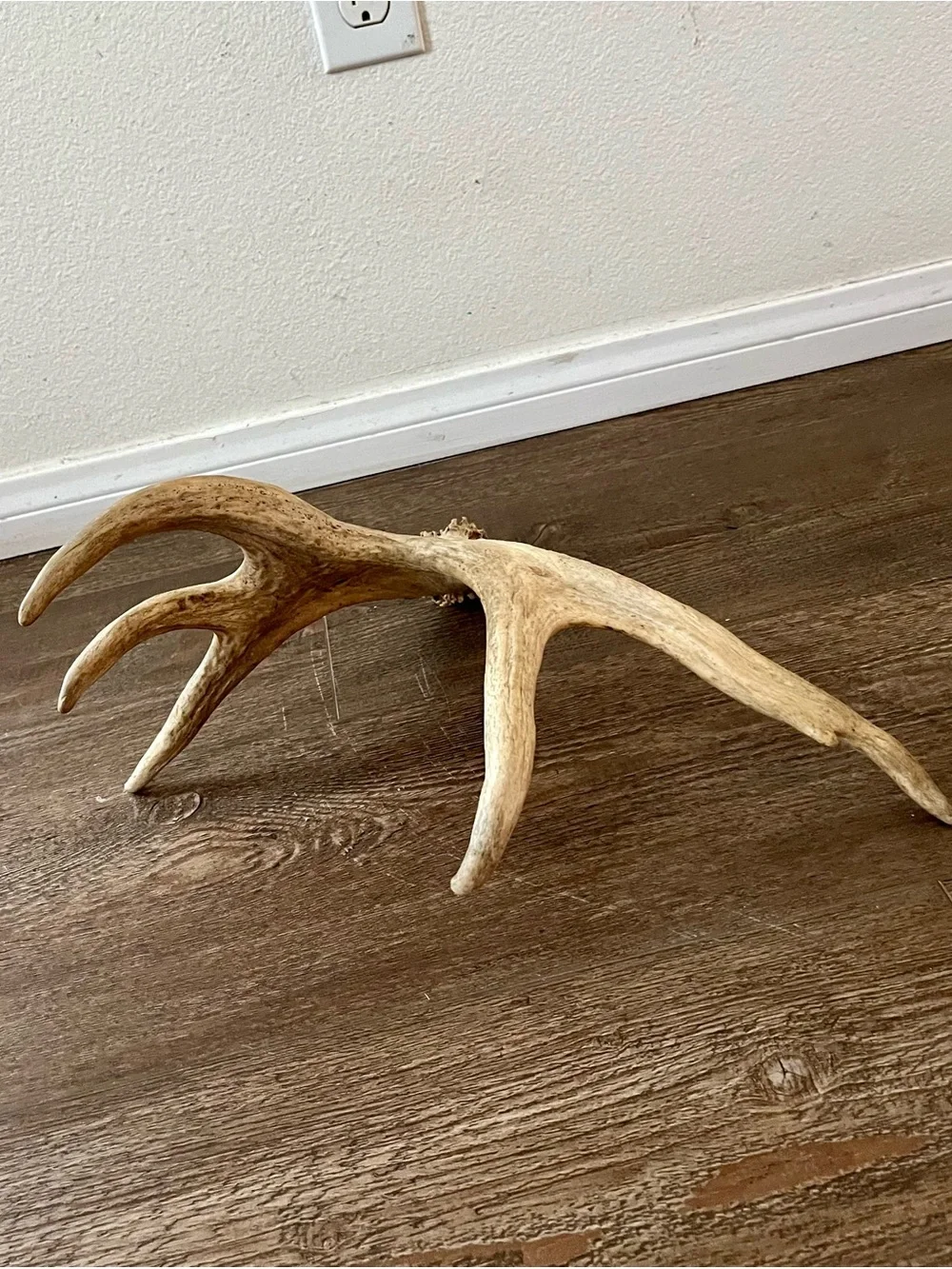 Natural Deer Antler Wall Accent - Cream Decorative Trophy